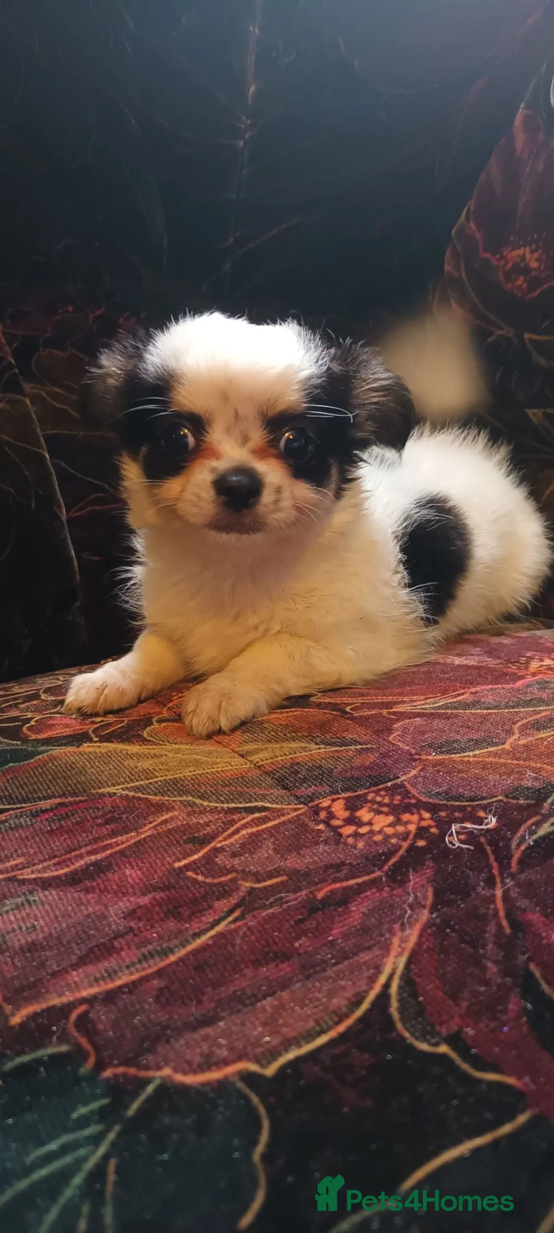 Chihuahua dogs for sale: 3 stunning chihuahua boy pups - Advert 2