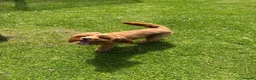 Cavapoo dogs for stud: Cavapoo Proven Stud  - Advert 4