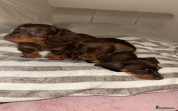 Dachshund dogs for sale: Mini long and smooth hair dachshund puppies  - Image 3