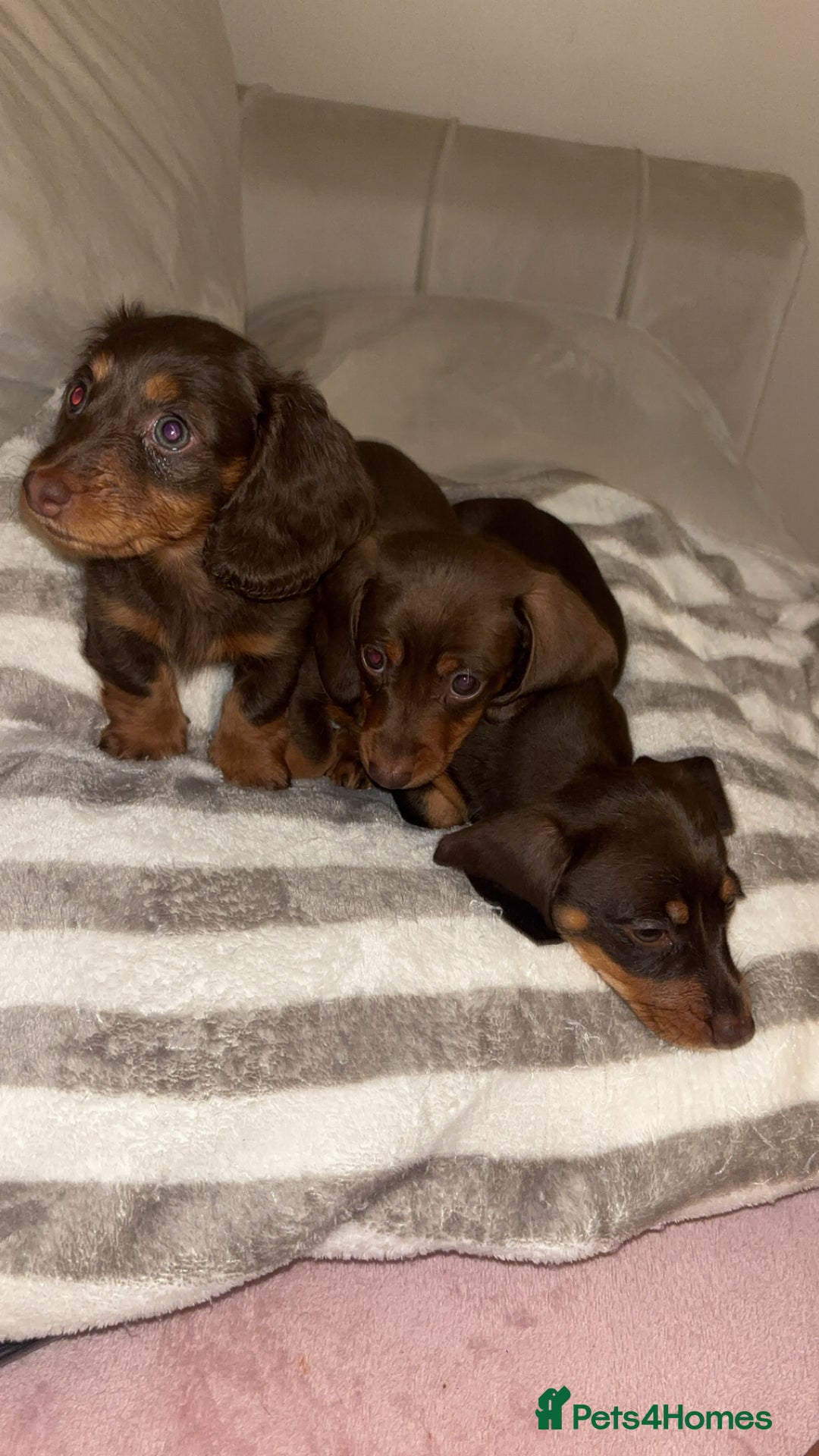 Dachshund dogs for sale: Mini long and smooth hair dachshund puppies  - Image 3