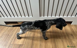 German Shorthaired Pointer dogs for sale: KC reg German shorthaired pointer puppy - Image 5
