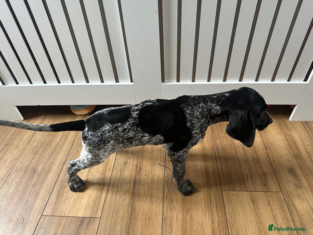 German Shorthaired Pointer dogs for sale: KC reg German shorthaired pointer puppy - Image 5