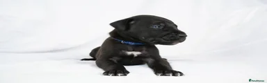 Great Dane Puppy 3