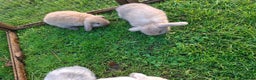Mini Lop rabbits for sale: Baby Mini Lops - Advert 8