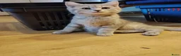 Mixed Breed cats for sale: Beautiful kittens looking for home  - Advert 8