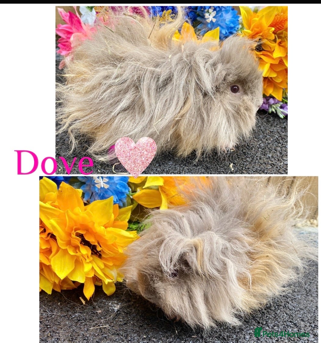 Guinea Pig rodents Pedigree Lunkarya Guinea pigs ready now  - Advert 2