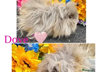 Guinea Pig rodents Pedigree Lunkarya Guinea pigs ready now - Advert 11
