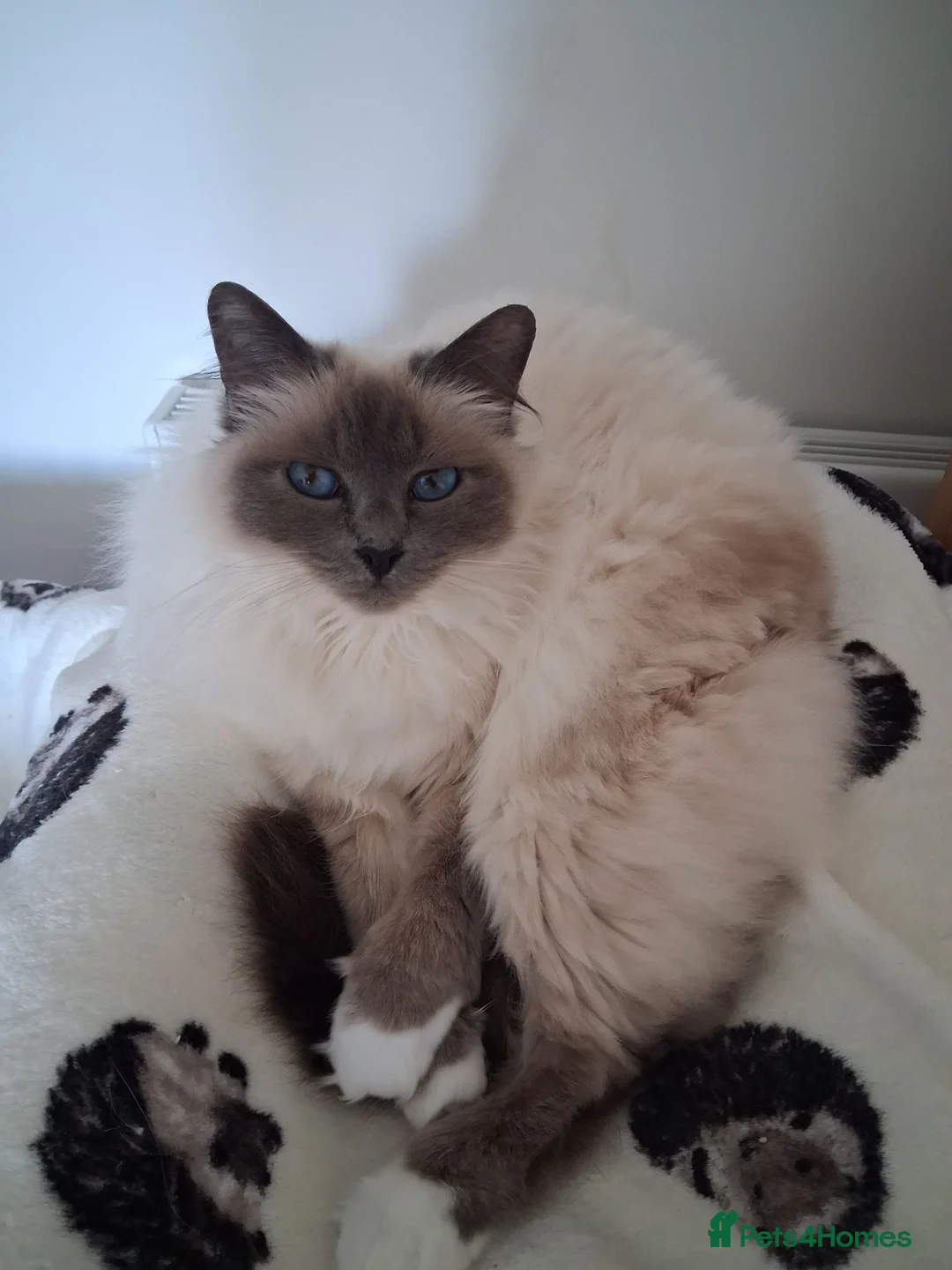 Birman cats for sale: Blue point speyed female birman age 6 - Advert 2
