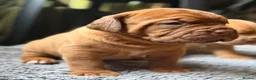 Dogue De Bordeaux dogs for sale: KC Dogue de Bordeaux Puppies with champions.  - Advert 4