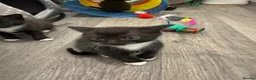 Mixed Breed cats for sale: Beautiful black white kittens in Southampton - Advert 3