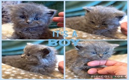 Ragdoll cats for sale: Ragdoll X Persian - Image 6