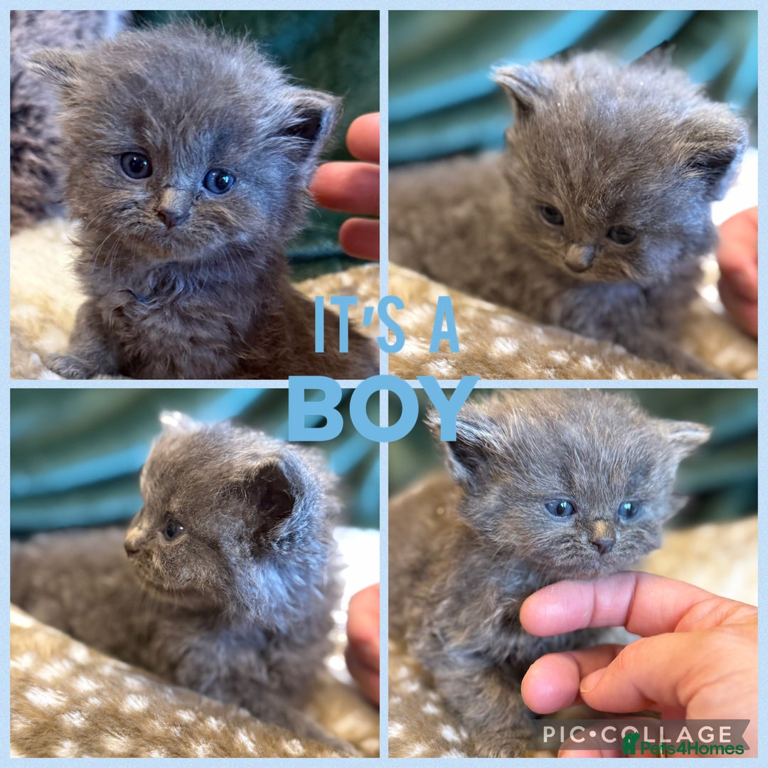 Ragdoll cats for sale: Ragdoll X Persian - Image 6