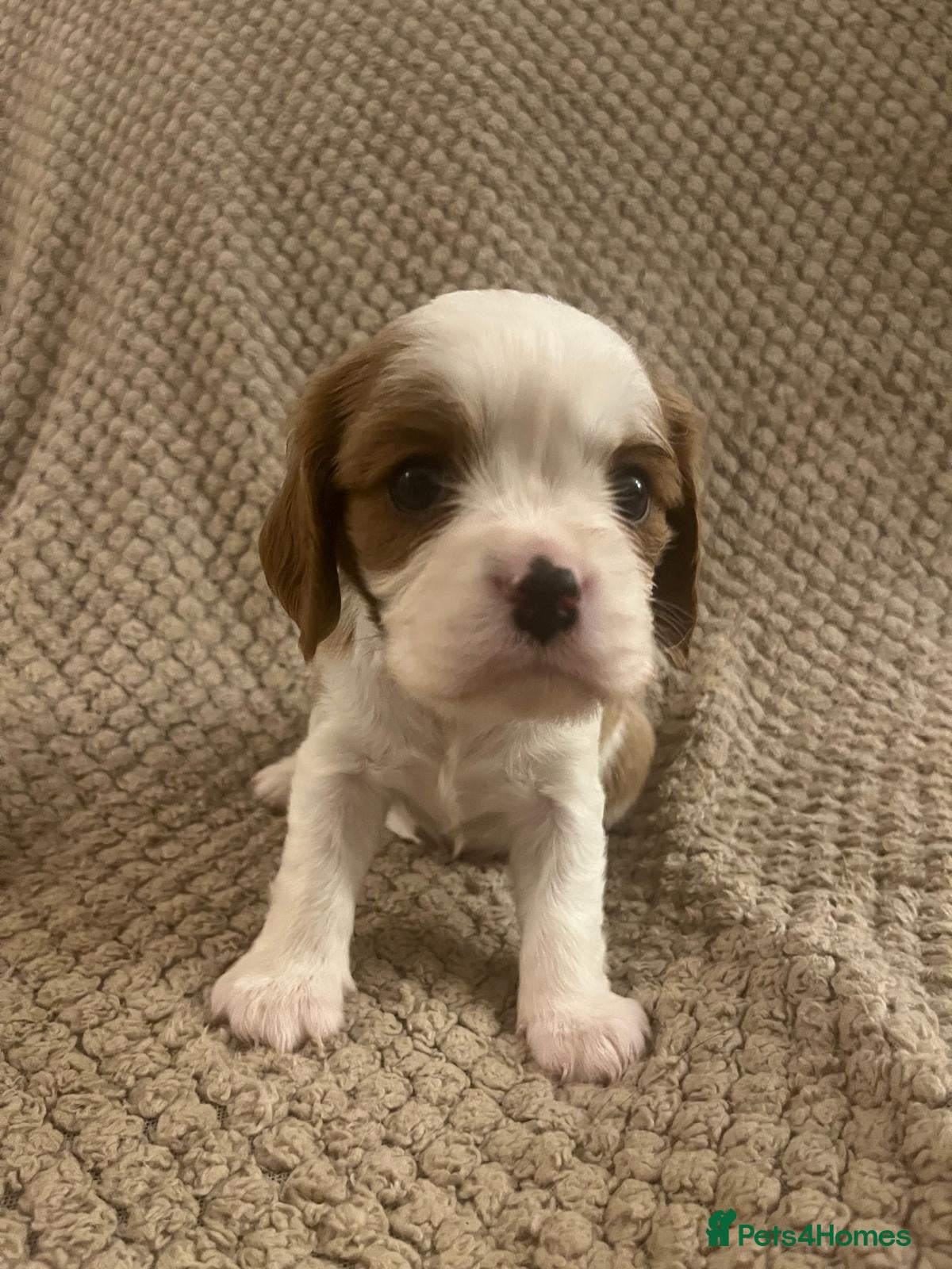 Cavalier King Charles Spaniel dogs DNA Tested Cavalier King Charles Spaniels Puppies - Advert 5