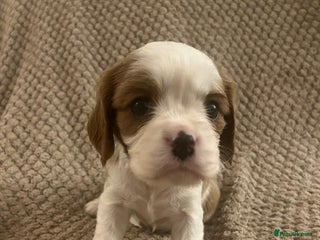 Cavalier King Charles Spaniel dogs DNA Tested Cavalier King Charles Spaniels Puppies - Advert 6