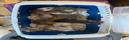 Rat rodents for sale: Dwarf Rats in Nottingham - Advert 6