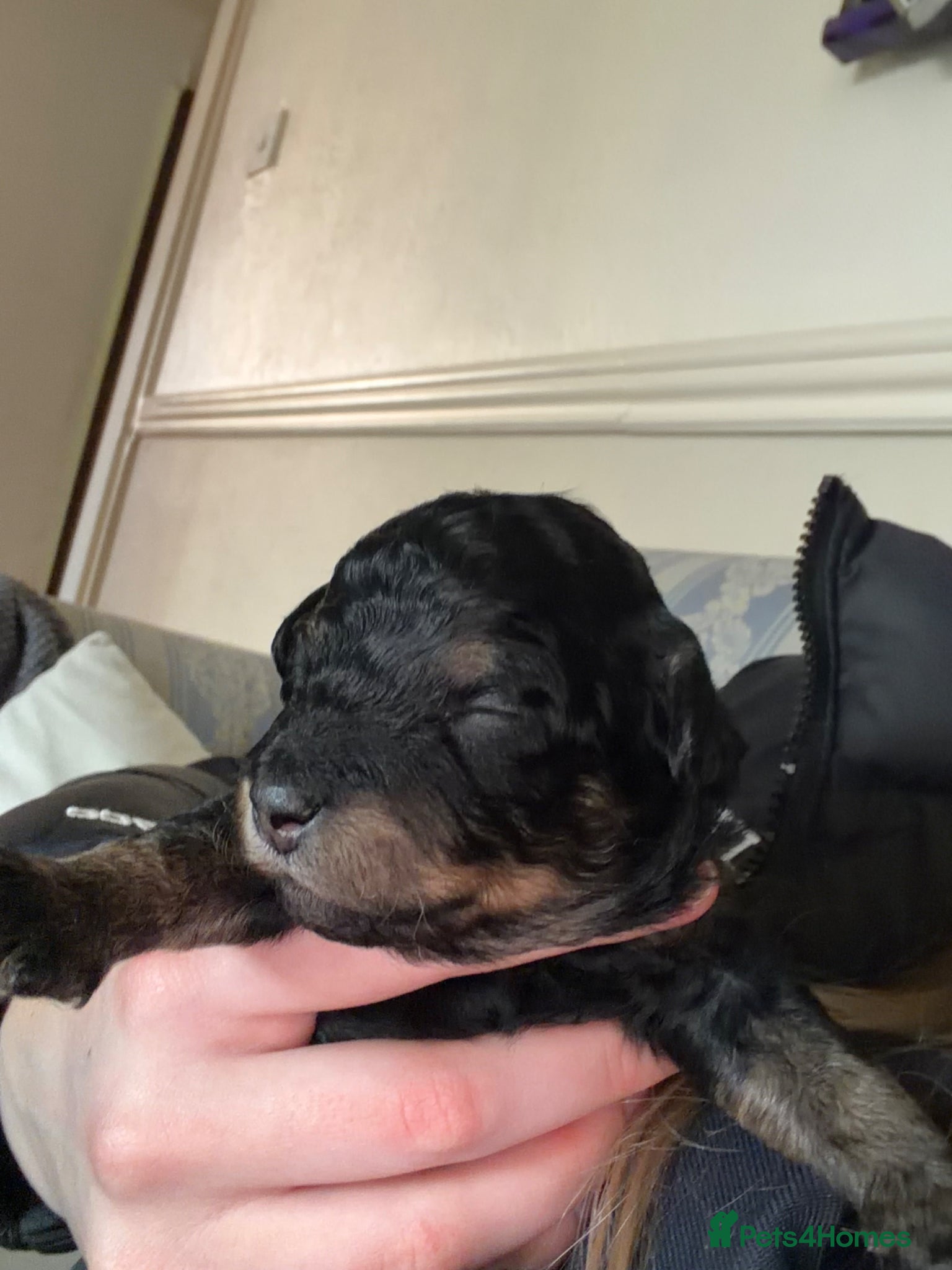 Maltipoo dogs Maltipoo puppy 1 female Black and Tan left - Advert 5