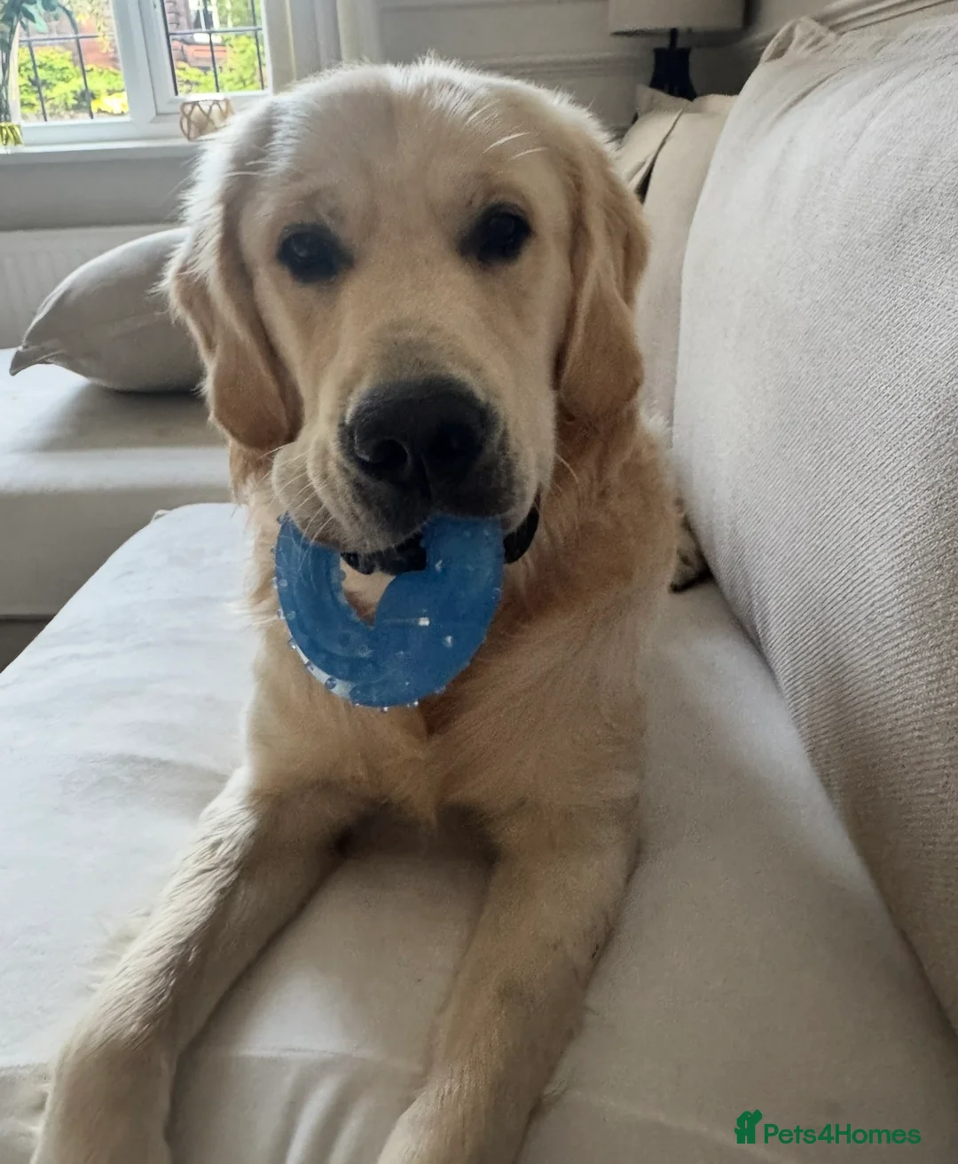 Golden Retriever dogs for stud: Show type KC registered, golden retriever for stud - Advert 9