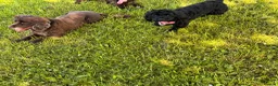 Mixed Breed dogs for sale: cockapoo chons  - Advert 4