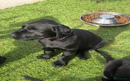Labrador Retriever dogs for sale: Stunning black Labrador puppies  - Image 17