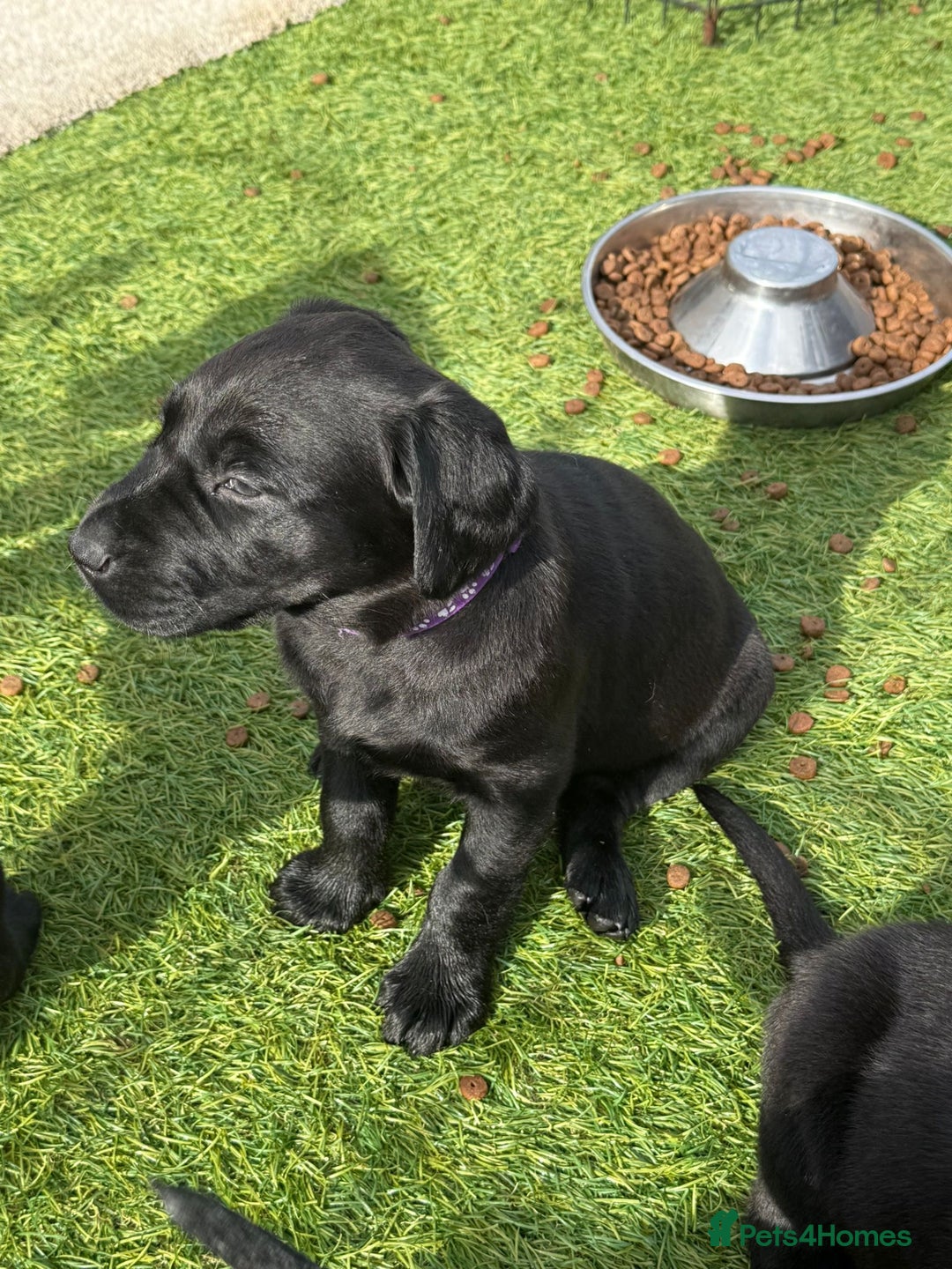 Labrador Retriever dogs for sale: Stunning black Labrador puppies  - Image 17