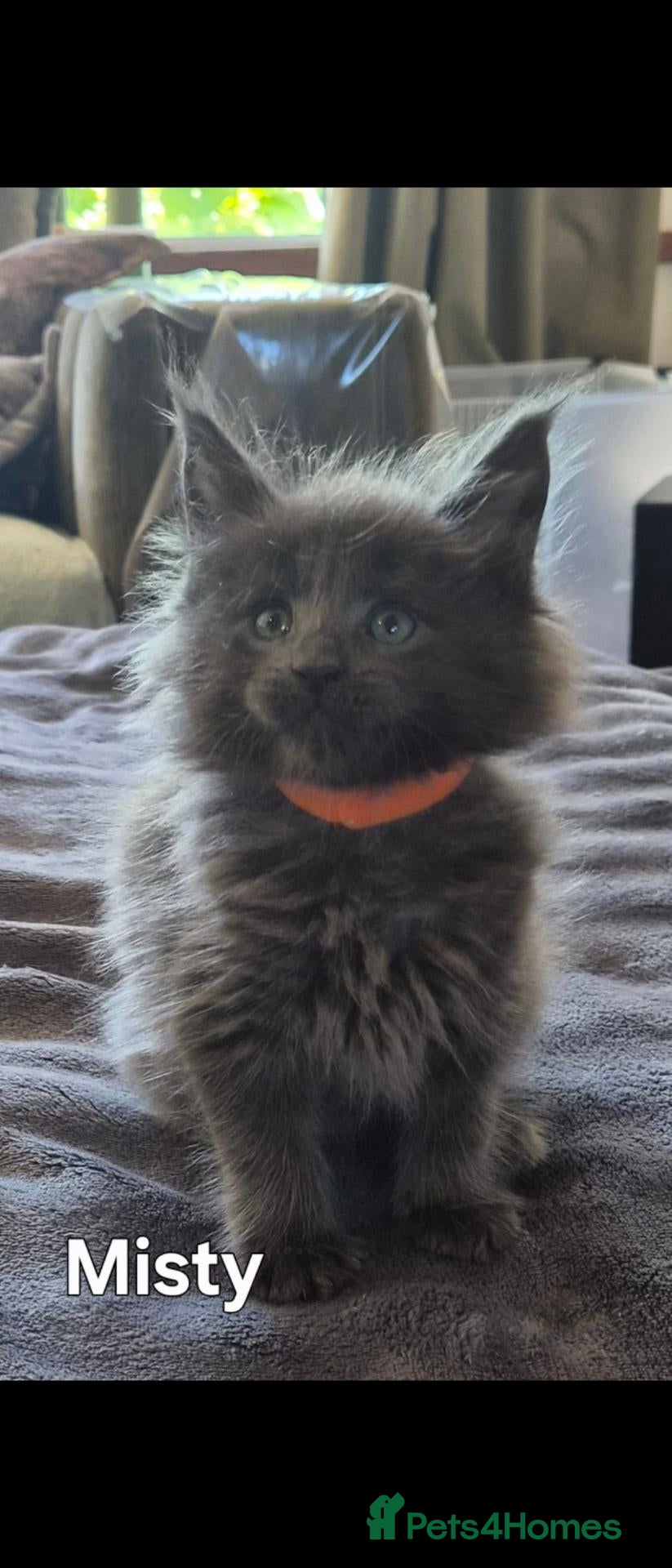 Maine Coon cats Maine coon pedigree kittens  - Advert 16