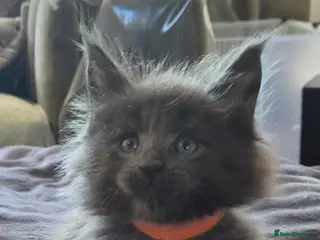 Maine Coon cats Maine coon pedigree kittens - Advert 16