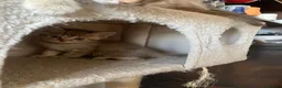 Scottish Fold cats for sale: Scottish fold and straight kittens - Advert 11