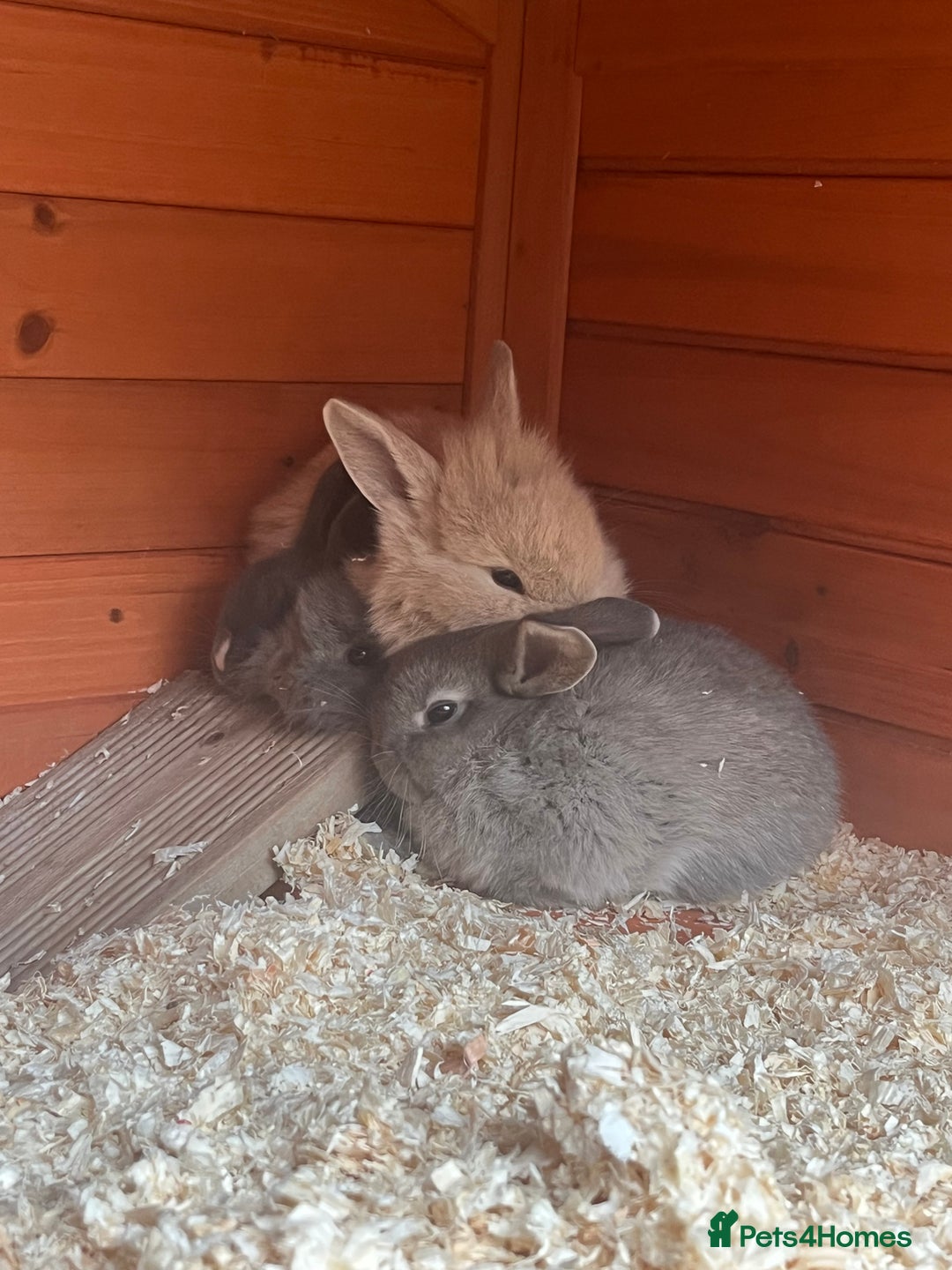 Mini Lop rabbits for sale: A Mix of Mini lop and Mini Lion Lop - Image 19