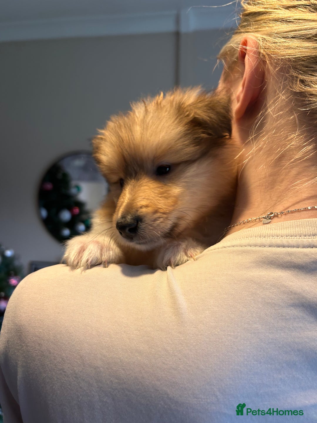 Rough Collie dogs for sale: Rough Collie Puppies  - Advert 2