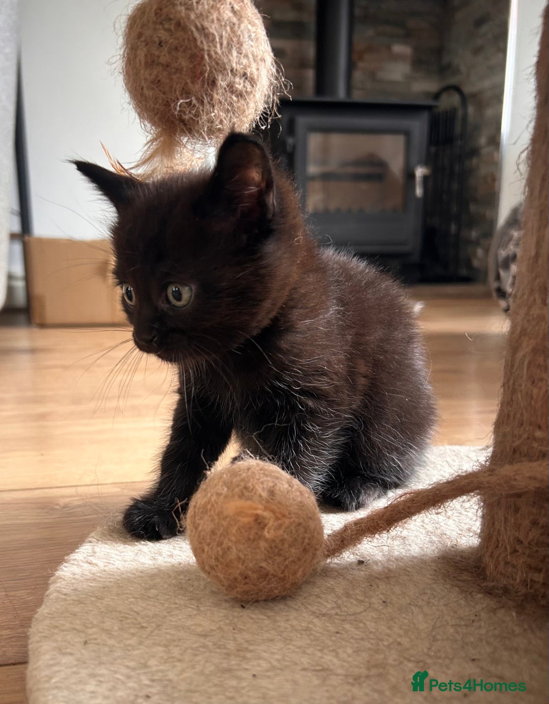 Maine Coon cats for sale: Beautiful big Maine coon x BSH kittens - Image 6