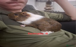 Guinea Pig rodents for sale: 13 guinea pigs mixed breed - Advert 20