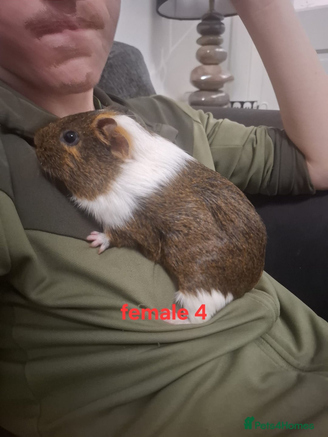 Guinea Pig rodents for sale: 13 guinea pigs mixed breed - Advert 20