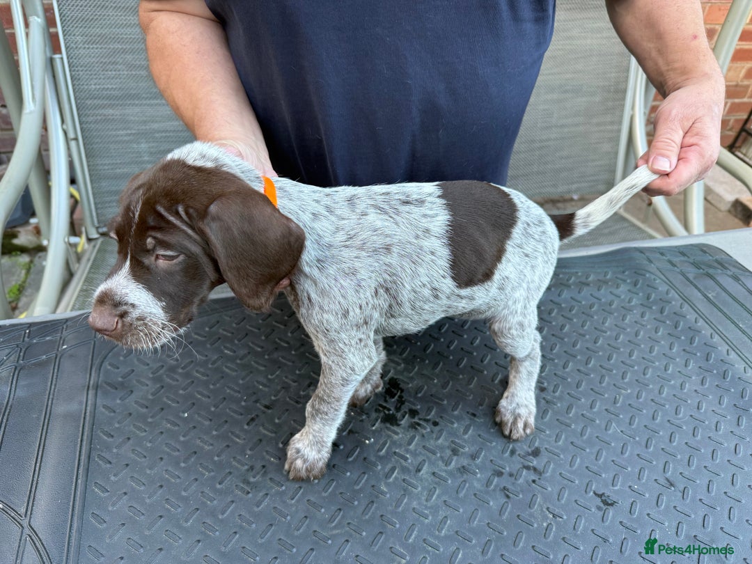 Mixed Breed dogs for sale: German shorthair pointer/wirehairpointer - Image 22