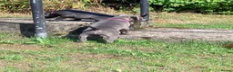 Staffordshire Bull Terrier dogs for sale: One boy one girl blue staffy pups - Advert 4