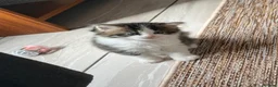 British Shorthair cats for sale:  Kittens  in Peterborough - Advert 2