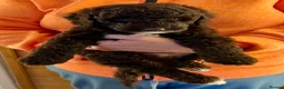 Labradoodle dogs for sale: Curly F1b Labradoodles Health tested parents  - Advert 27