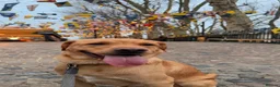Labrador Retriever dogs for sale: 3 year old Labrador retriever  in London - Advert 6
