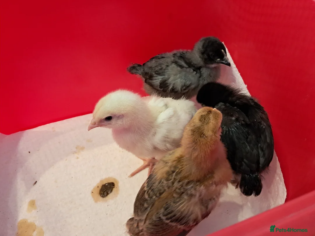 Mixed Breed birds for sale: Baby chicks - Mixed breeds  in Hitchin - Advert 2
