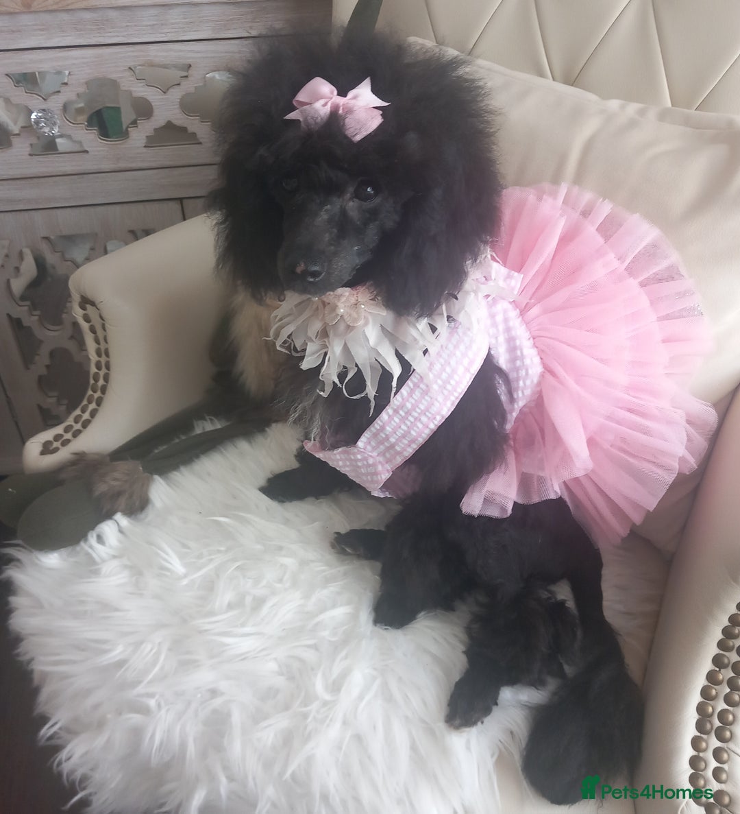 Toy Poodle dogs for sale: *REDUCED*1 WHITE BOY, 1 BLACK GIRL TOY POODLES in Colwyn Bay - Image 15