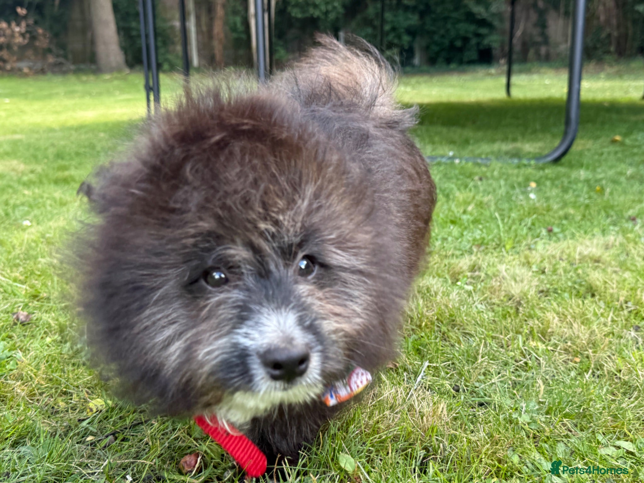 Pomeranian dogs Pomeranian puppy for sale  - Advert 1