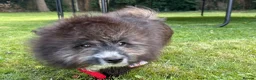 Pomeranian dogs for sale: Pomeranian puppy for sale  - Advert 1
