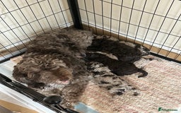 Cockapoo dogs for sale: Stunning F1b Cockapoo Puppies 🐾❤️ - Image 6