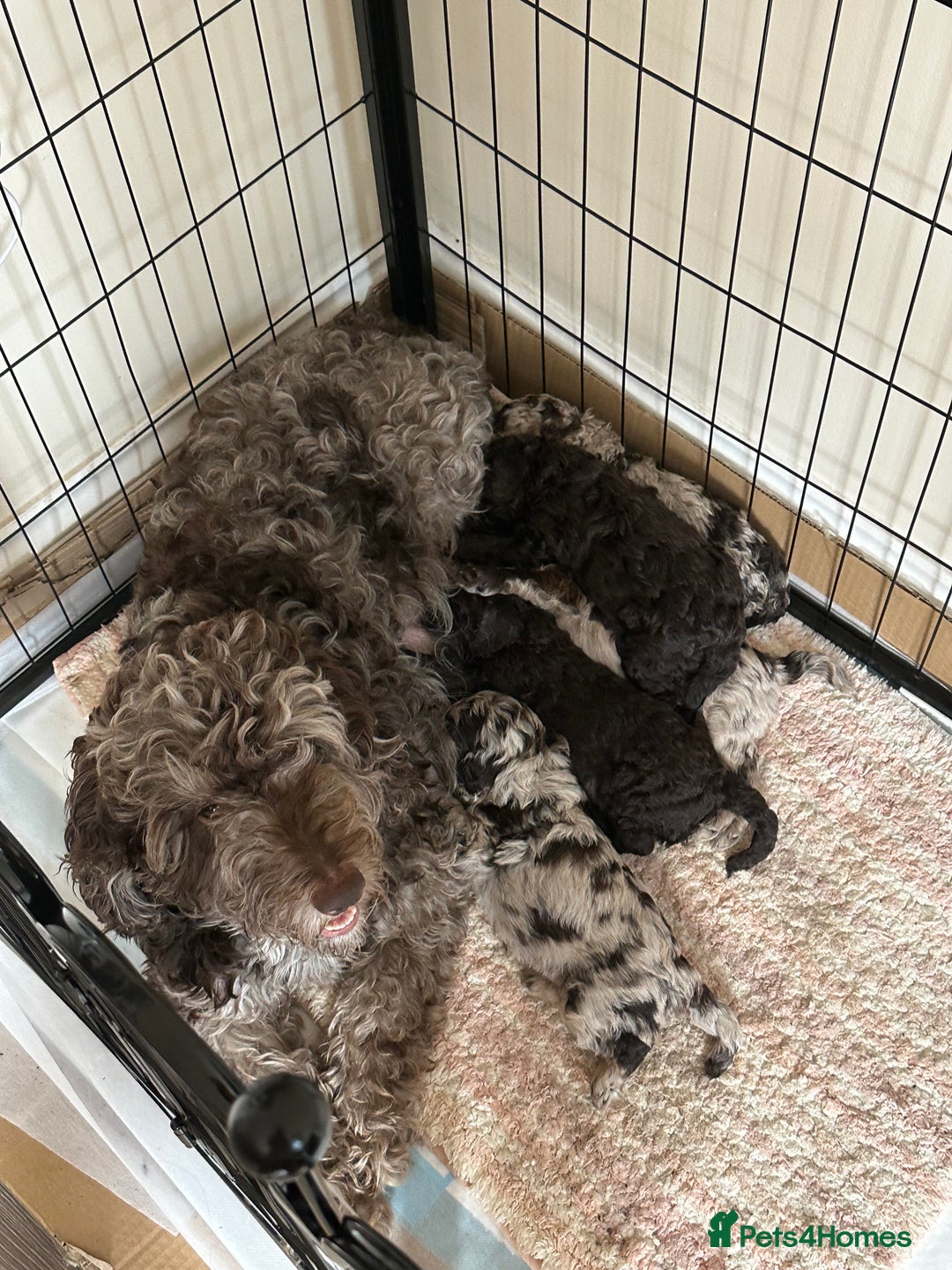 Cockapoo dogs for sale: Stunning F1b Cockapoo Puppies 🐾❤️ - Image 6