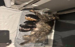 Maine Coon cats for sale: Maine coon kittens TICA registered  - Image 1