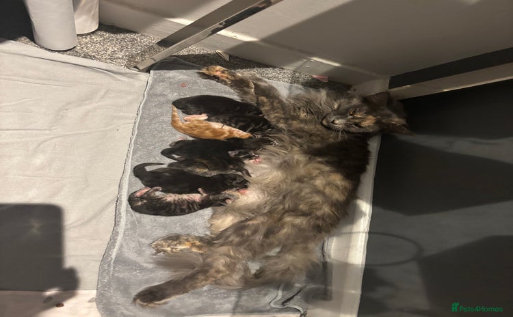 Maine Coon cats - Advert 15