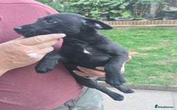 Mixed Breed dogs for sale:  Whippet × Patterdale Dog Pups - Image 9