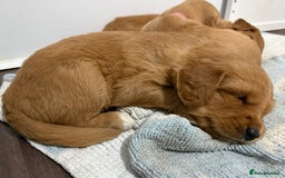 Golden Retriever dogs for sale: Dark Red Golden Retriever Pups  - Image 29