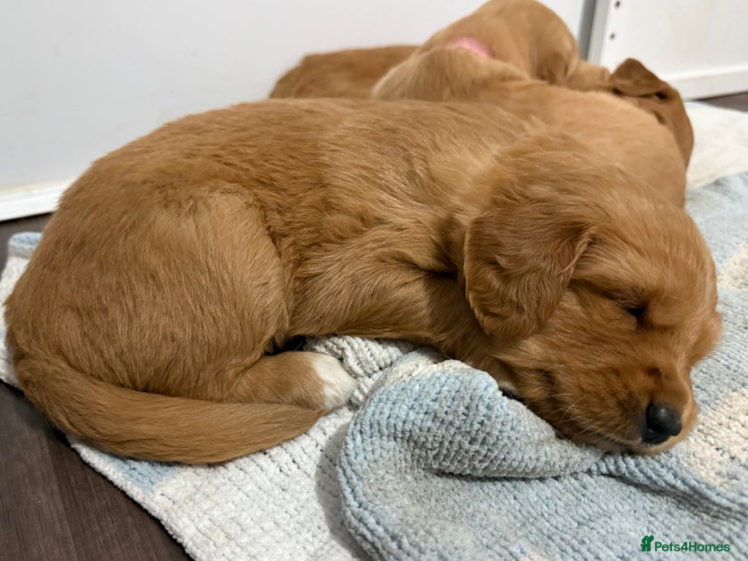 Golden Retriever dogs for sale: Dark Red Golden Retriever Pups  - Image 29