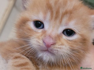 Domestic Shorthair cats - Advert 9