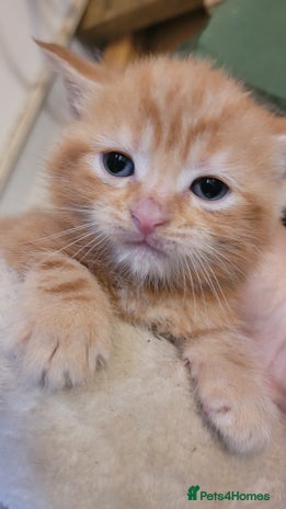 Domestic Shorthair cats - Advert 1